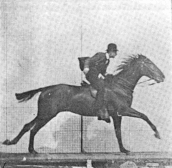 Muybridge photos used for White Horse Whisky